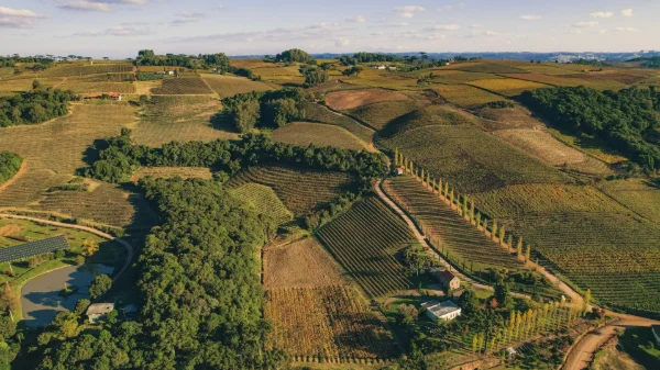 VALE DOS VINHEDOS